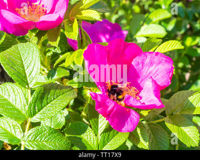 Bourdon recueille le pollen de fleur rose rose chien de Bush en journée de printemps ensoleillée Banque D'Images