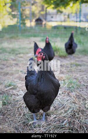 Des poulets dans une arrière cour. Banque D'Images