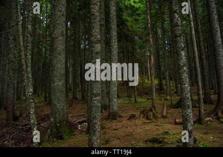 Vierge, dense forêt de pins, belle nature du Monténégro Banque D'Images