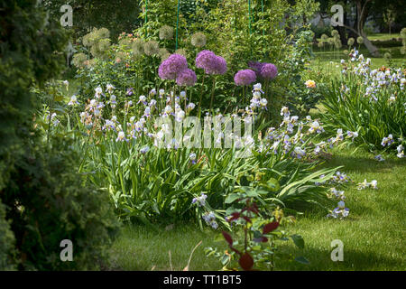 Allium giganteum Globemaster est un nom commun, de l'oignon géant famille amaryllidacées. Banque D'Images