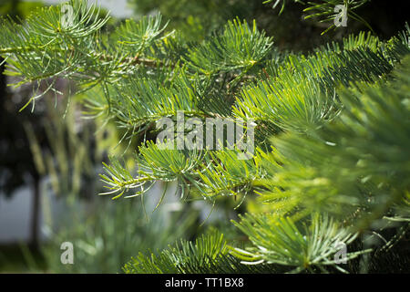 Globe nain le pin sylvestre Pinus sylvestris Globosa Nana arbuste. Les aiguilles vertes avec des gouttes de pluie. Macro Banque D'Images