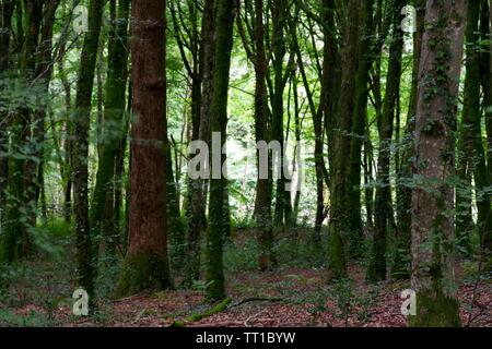 Les troncs de bois Hembury sur une fin d'après-midi d'été. Ashburton, Dartmoor, Devon, UK. Banque D'Images