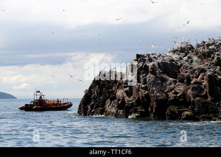 Le Bass Rock, une roche volcanique recto verso du quai de l'Est du continent écossais sur la partie extérieure de l'estuaire de la Forth. Banque D'Images