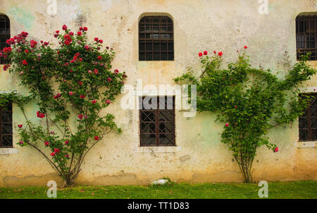 De plus en plus roses rouges contre un bâtiment historique dans le nord-est de l'Italie Banque D'Images