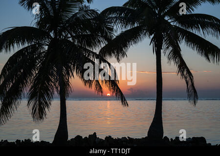 Les palmiers poussent sur une île éloignée de la mer des Caraïbes au large de la côte du Belize. Cette région fait partie de la Barrière de Corail mésoaméricaine. Banque D'Images