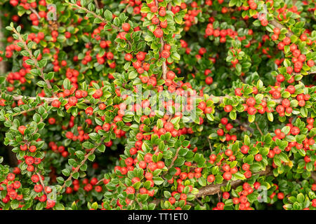 Close up of colorful Cotoneaster horizontalis plante avec des fruits rouges en jardin à Morningside, Édimbourg, Écosse, Royaume-Uni. Banque D'Images