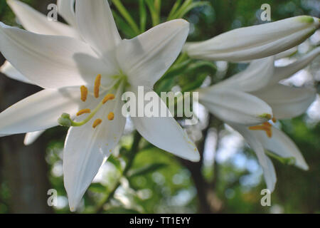 Madonna blanc-lily, lilium candidum Banque D'Images