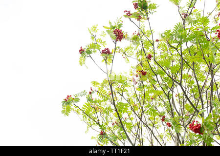 Rowan Tree (Sorbus aucuparia) branches et fruits rouges contre un ciel blanc, Morningside, Édimbourg, Écosse, Royaume-Uni Banque D'Images
