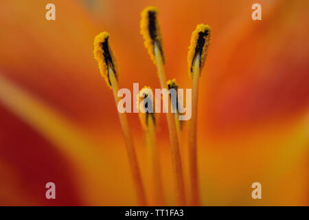 Close-up of Hemerocallis fulva hémérocalle, orange Banque D'Images