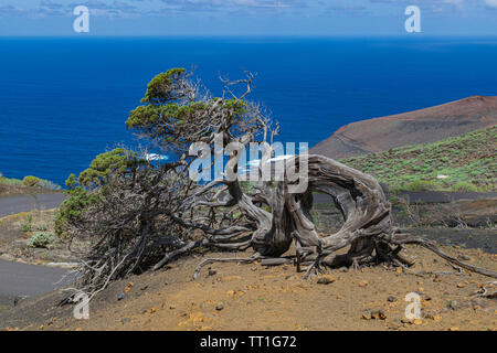 Phoenicean arbre genévrier (Juniperus phoenicea canariensis), avec ciel bleu et l'océan Atlantique, l'arrière-plan de l'île El Hierro, îles Canaries, Espagne Banque D'Images