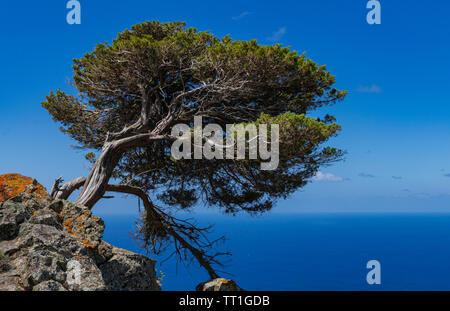 Phoenicean arbre genévrier (Juniperus phoenicea canariensis), avec ciel bleu et l'océan Atlantique, l'arrière-plan de l'île El Hierro, îles Canaries, Espagne Banque D'Images