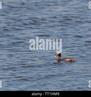 Grèbe esclavon Podiceps auritus, slovène, avec un petit poisson attrapé Banque D'Images