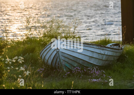 Vieux bateau aviron blanc sur terre dans l'herbe verte par le coucher du soleil Banque D'Images