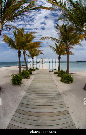 Palmiers bordent une passerelle construite sur une île dans la mer des Caraïbes au large de la côte du Belize. Cette région fait partie de la Barrière de Corail mésoaméricaine. Banque D'Images