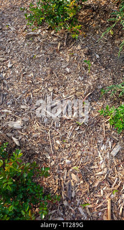 Arrière-plan de sol plein avec une variété de petites plaquettes en bois, branches et brindilles cassées, et aussi vert de la végétation et d'arbustes. Banque D'Images