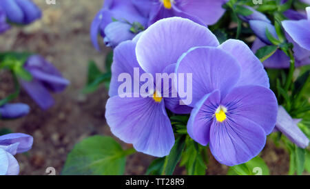 Fleur pourpre planté sur le terrain d'un parc. Une fleur avec pétales violet et jaune au milieu. Banque D'Images