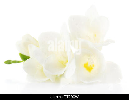 Freesia délicat flower isolated on white Banque D'Images