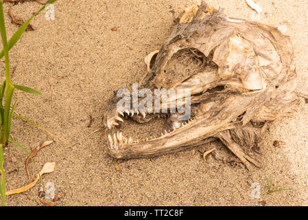 Chef d'une décomposition du saumon dans le sable. Banque D'Images