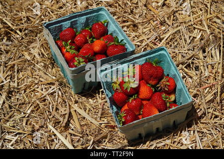 Les fraises cueillies fraîches dans un récipient de l'hay Banque D'Images