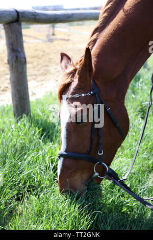 Cheval de race pure sur fond nature Banque D'Images