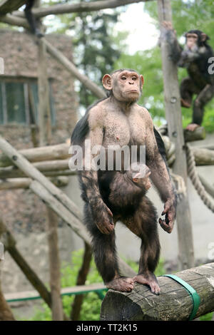 Zoo chimpanzé dans Banque D'Images