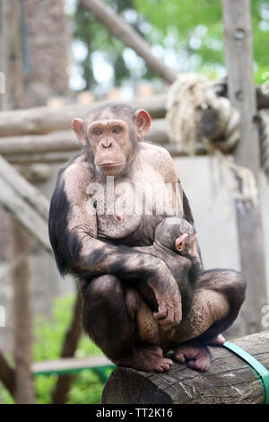 Zoo chimpanzé dans Banque D'Images