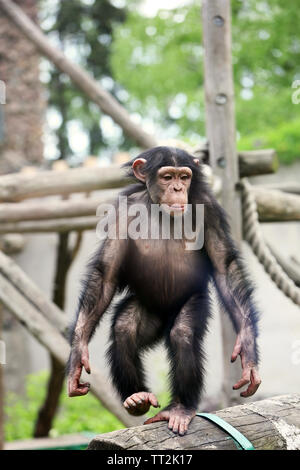 Zoo chimpanzé dans Banque D'Images