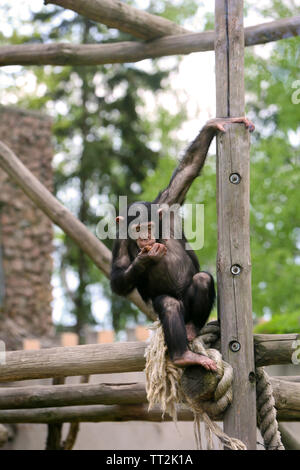 Zoo chimpanzé dans Banque D'Images