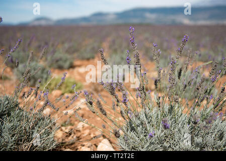 Close up of Purple fleurs lavande terrain à la fin de l'été, en Provence, France.