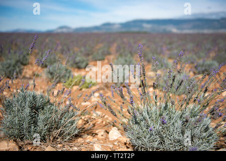 Close up of Purple fleurs lavande terrain à la fin de l'été, en Provence, France. Banque D'Images