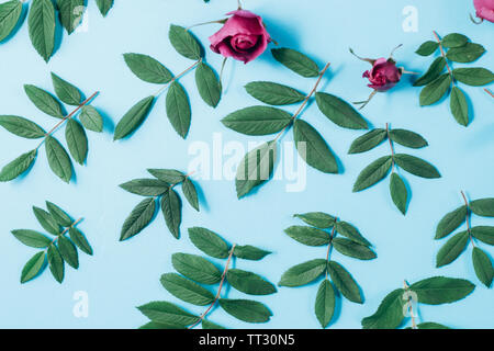 Motif floral de roses rouges, feuilles vertes, les branches sur fond bleu pastel. Mise à plat, vue du dessus. Arrière-plan de la nature. Plan des fleurs. Fleurs Banque D'Images