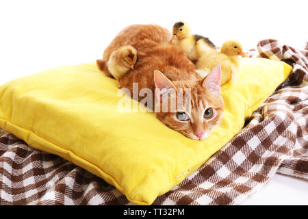 Chat rouge avec mignon canetons et peu sur l'oreiller jaune poulet close up Banque D'Images