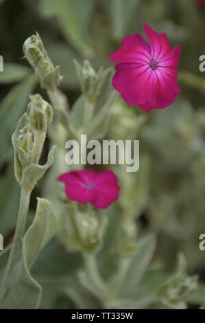 Fleurs et feuilles de l'lychinis coronaria au printemps dans un jardin à Nimègue aux Pays-Bas Banque D'Images