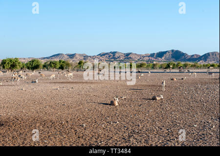 Les gazelles dans le Wildlife park sur Sir Bani Yas, une île dans le golfe Persique, les Émirats arabes unis. Banque D'Images