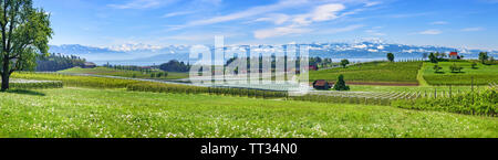 Paysage culturel avec des fruits plantation près de Lindau sur le lac de Constance Banque D'Images