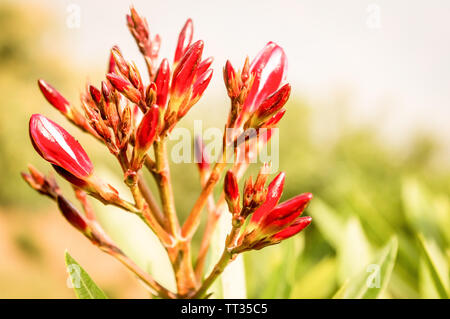 Alpinia purpurata rouge (gingembre) Aussi appelé plume Autruche rose et gingembre, cône malaisien indigènes Plantes à fleurs voyantes sur de longues bractées de couleur rouge. Banque D'Images