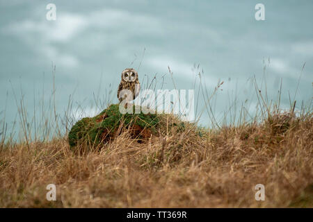 Short-Eared Owl Asio flammeus assis sur l'Herbe Tussock la chasse pour les coléoptères et les vers Banque D'Images