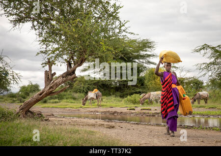 Même, la Tanzanie, le 8 juin, 2019 : masaï arrivant à un flot boueux de laver son linge et chercher de l'eau potable Banque D'Images