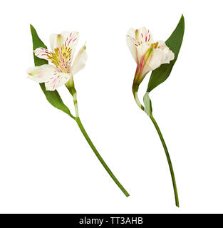 Ensemble d'alstroemeria jaune et blanc fleurs isolated on white Banque D'Images