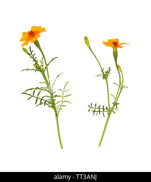 Ensemble de fleurs de souci sauvage isolated on white Banque D'Images