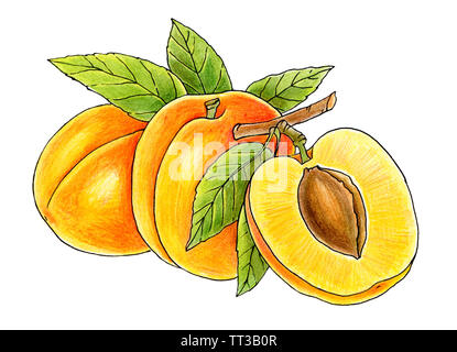 Pêches juteuses isolé sur fond blanc, dessin à la main Banque D'Images