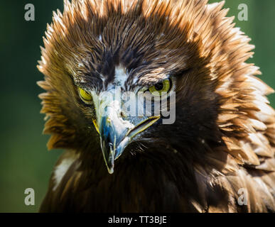 L'aigle doré avec un portrait très dire stare. Banque D'Images