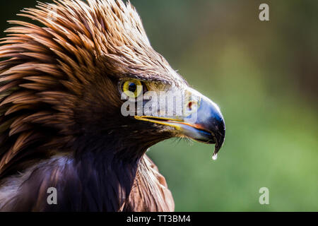 Golden Eagle portrait côté tandis que la transpiration. Banque D'Images