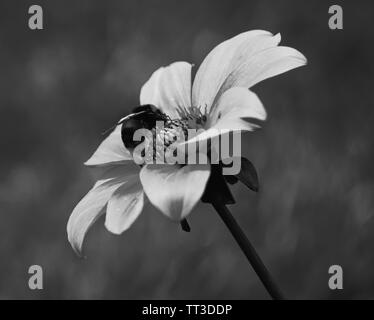 La danse des abeilles sur sa scène. Banque D'Images