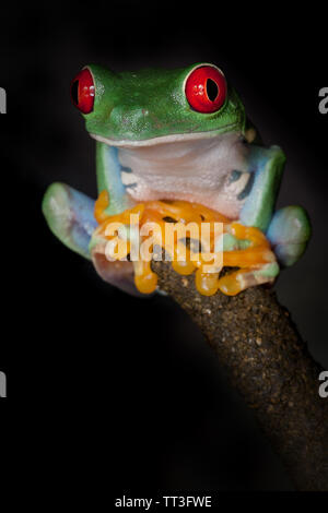 Yoga de la grenouille aux yeux rouges Banque D'Images