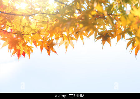 Rouge et jaune de l'automne feuille d'érable japonais dans jardin avec la lumière du soleil. Banque D'Images