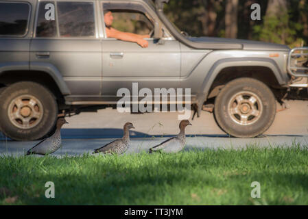 Trois canards de bois australiens (Chenonetta jubata) marchent à côté d'une route tandis qu'une voiture passe à Hallidays point sur la côte nord de la Nouvelle-Galles du Sud Banque D'Images