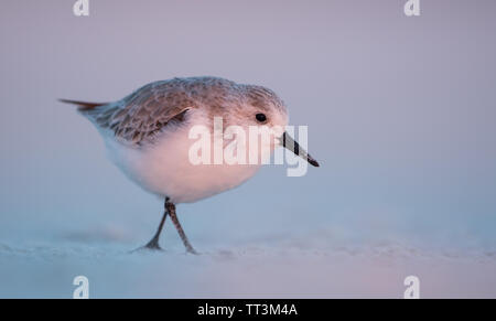 Un Bécasseau sanderling (Calidris alba) sur une plage de sable blanc de Floride, USA, au coucher du soleil dans la belle lumière chaude Banque D'Images