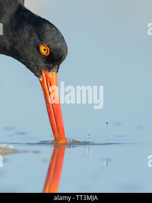 Un gros coup de tête et de réflexion de l'Huîtrier d'Amérique (Haematopus palliatus), l'alimentation on beach, Etats-Unis, Floride, avec bec dans l'eau Banque D'Images