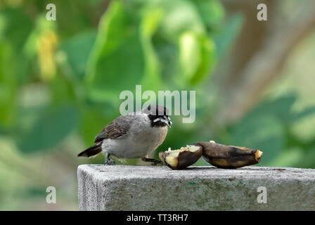 Bulbul à tête de suie libre oiseau mange banane mûre isolé sur fond Nature Banque D'Images